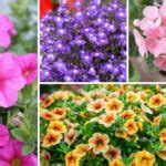 Annuals Archives - Garden Lovers Club