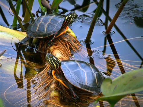 Build The Ultimate Turtle Pond - Reptiles Magazine