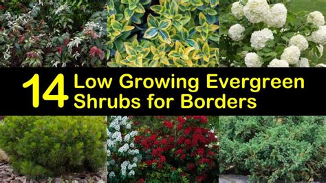 14 Low Growing Evergreen Shrubs for Borders