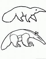 Anteater Coloring Pages sketch template