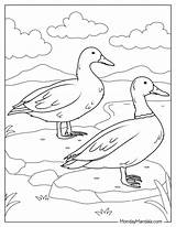 Yellow Duck Coloring Page sketch template