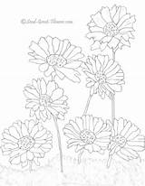 Gerber Daisy Coloring Pages sketch template