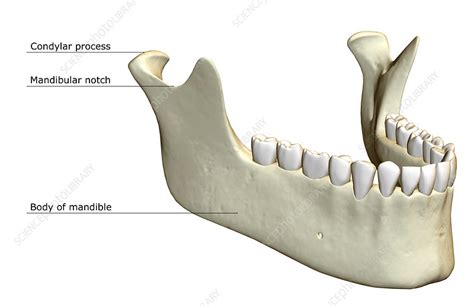 The jaw bone - Stock Image - F001/6235 - Science Photo Library