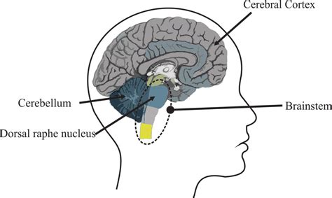 Illustration of cerebral cortex, cerebellum, and brainstem with dorsal ...