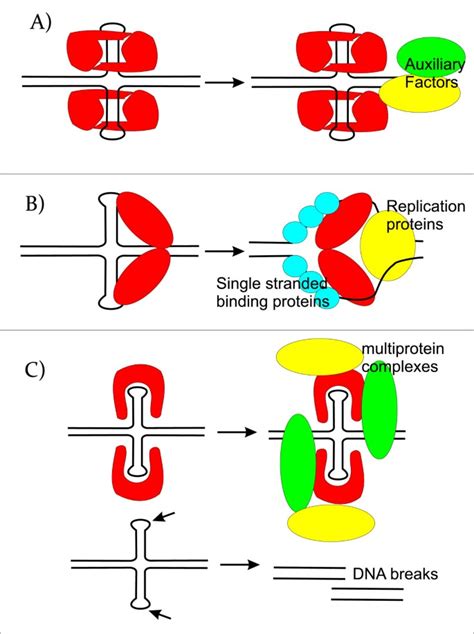 Cruciform structures are a common DNA feature important for regulating ...