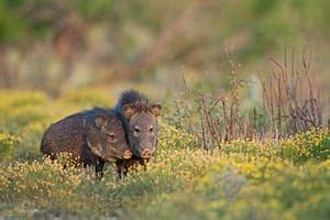 The Homely Javelina ~ Jeff Parker's Blog for the Naturally Curious™