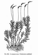 Spanish Moss Tree Coloring Pages sketch template