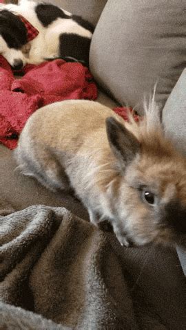 Bunny Kisses GIFs - Find & Share on GIPHY