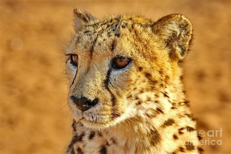 Cheetah Face Photograph by Tom Cheatham