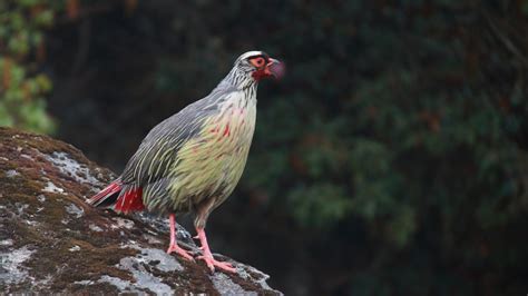 Time to Soar: Tick Off These 20 Stunning Birds of Sikkim