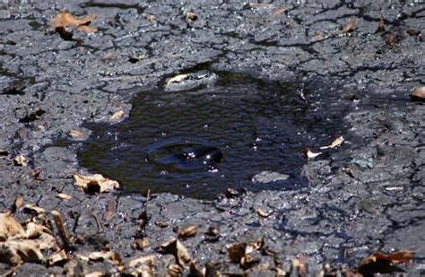 La Brea Tar Pits l Amazing Geology - Our Breathing Planet