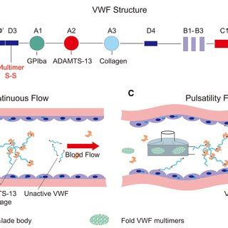 Structure of von Willebrand factor and the influence on the endothelium ...