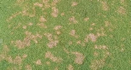 How to Get Rid of Dollar Spot Grass Disease | Dollar Spot Treatment & Control