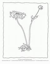 Botany Coloring Pages  Home sketch template