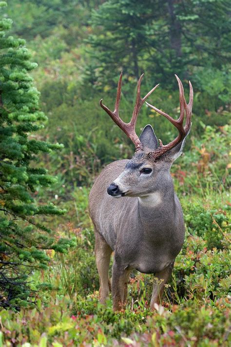 Black-tailed Deer Buck Photograph by Ken Archer - Pixels