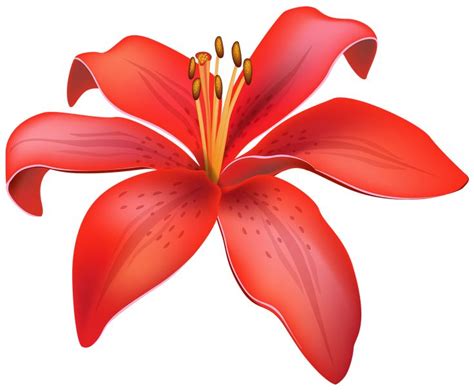 Red Lily Flower PNG Clipart | Flores coloridas, Imagens de flores ...