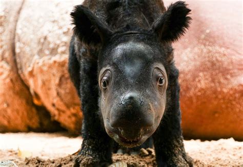 Rare Sumatran Rhino Born in Indonesia