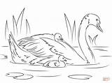 Mute Swan With Chicks coloring page  Free Printable Coloring Pages sketch template