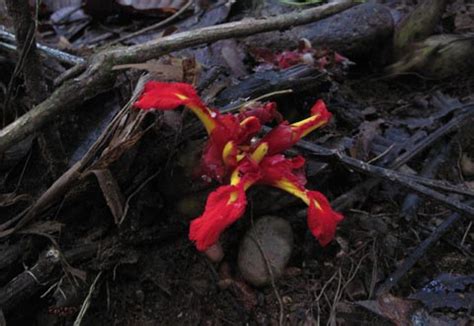 wild-ginger-flower - Rainforest Journal