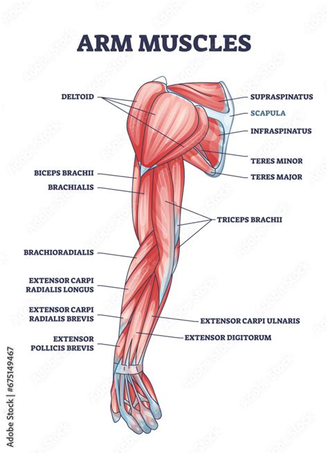 Arm muscles medical description with labeled latin titles outline ...