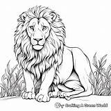 Lion Coloring Pages  Free & Printable sketch template