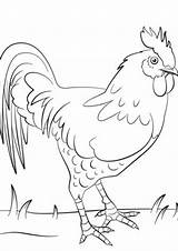 Free & Easy To Print Chicken Coloring Pages  Tulamama sketch template