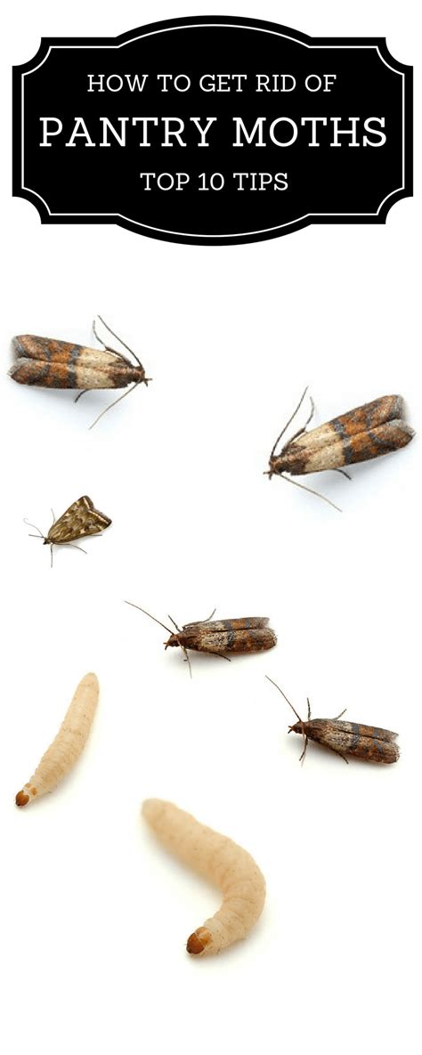 what are these moths in my house - Cool Part Diary Stills Gallery