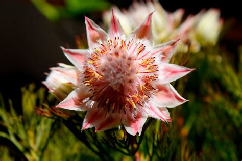 Dolwendee: A pretty pink Protea