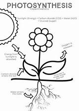 Photosynthesis Coloring Pages sketch template