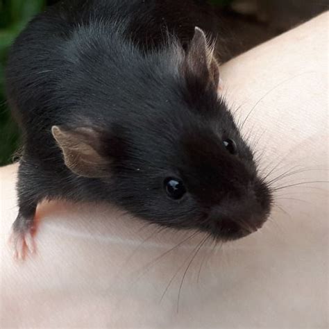 a/a black mouse Fancy Mouse, Cute Mouse, Nature Animals, Animals And Pets, Cute Animals, Pet ...