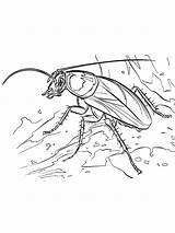 Oriental Cockroach coloring Page sketch template