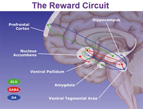 The Limbic System and the Reticular Formation