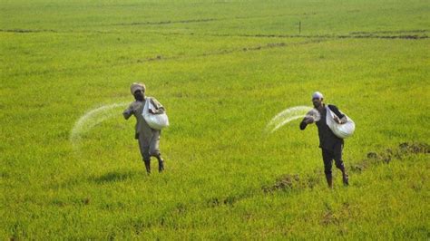 Buying urea at a premium, say Bihar farmers. BJP blames state govt machinery - Hindustan Times