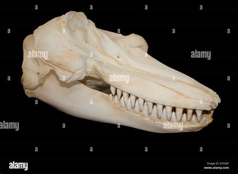 Orca killer whale skull on black background Stock Photo - Alamy