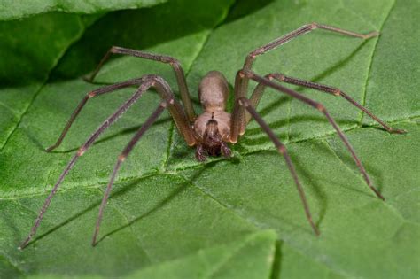 Where do brown recluse spiders live? – The Irish Sun | The Irish Sun