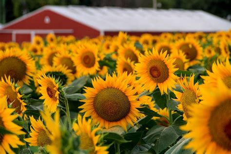 Kansas sunflower photo fine art flower photography wall | Etsy ...