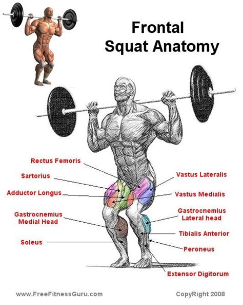 Squat Anatomy | Squat workout, Bodybuilding training, Exercise