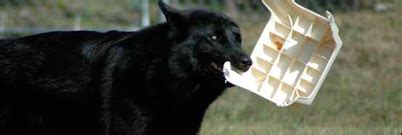 Florida black wolf ~ Everything You Need to Know with Photos | Videos