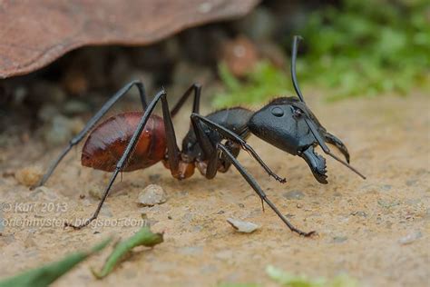 Giant Forest Ant (Camponotus gigas) photographed by Kurt Orion G in Selangor, Malaysia | Ants ...