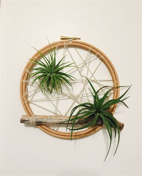 Air plant wall art | Air plants decor, Air plants diy, Hanging air plants