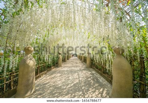 9,731 Tree Tunnel In Japan Stock Photos, Images & Photography ...