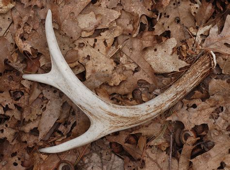 Art Lander’s Outdoors: With the onset of February, it’s time to begin the annual search for shed ...