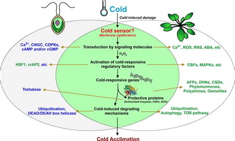 Frontiers | Cold Stress Response: An Overview in Chlamydomonas