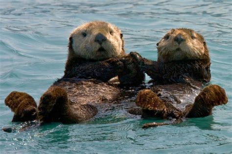 Otters-Holding-Hands-4 – Ex Fabula: Connecting Milwaukee through real ...