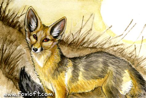 Cape Fox by Foxfeather248 on DeviantArt