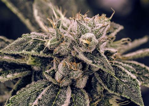 6 of The Most Common Cannabis Terpenes and Their Benefits | Abide Napa