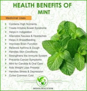 Benefits of Mint - Moolihai.com