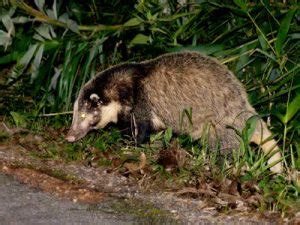 Hog Badger Facts, Habitat, Diet, Pictures