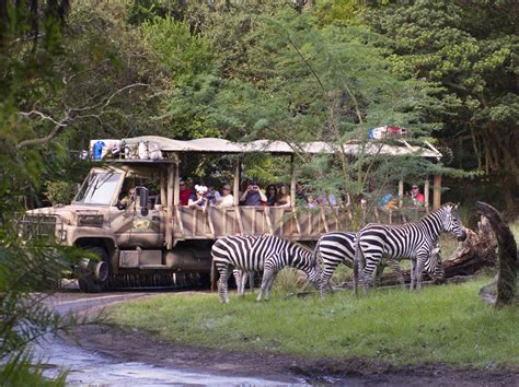 Guests are Seeing Stripes at Disney’s Animal Kingdom — Zebras Out on ...
