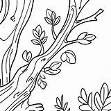 Branch Coloring Page 33163 26221 sketch template